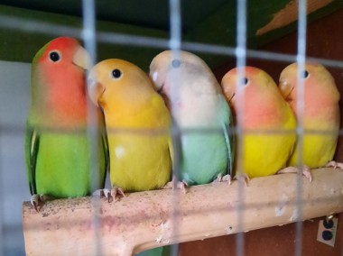 Papugi nierozłączki rózne kolory nierozłączka-1