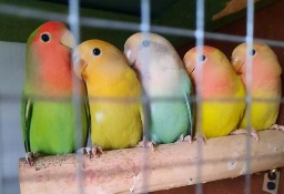 Papugi nierozłączki rózne kolory nierozłączka