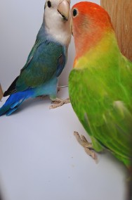 Papugi nierozłączki rózne kolory nierozłączka-2