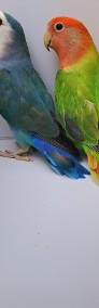 Papugi nierozłączki rózne kolory nierozłączka-3