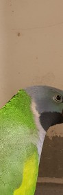 Likwidacja papug-4