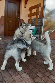 Dostępny szczeniak Alaskan Malamute ZKwP/FCI-2