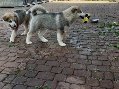 Dostępny szczeniak Alaskan Malamute ZKwP/FCI-1