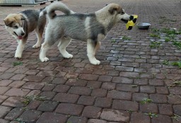 Dostępny szczeniak Alaskan Malamute ZKwP/FCI