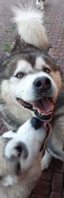 Dostępny szczeniak Alaskan Malamute ZKwP/FCI-4