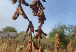 Soja. Materiał siewny soi odmiany Graf