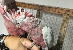 Kakadu różowe ręcznie karmione 