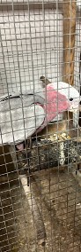 Kakadu różowe ręcznie karmione z DNA -3