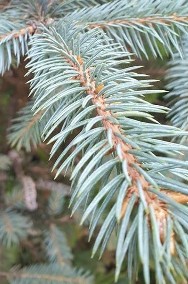 Sadzonki Świerk srebrny Jodła kaukaska NISKA CENA PLANTACJA-2