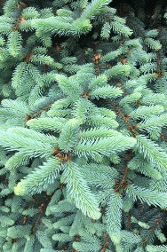 Sadzonki Świerk srebrny Jodła kaukaska NISKA CENA PLANTACJA-3