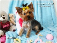 Yorkshire Terrier York piesek Bakuś szczeniak 6-mcy Rodowód i wyprawka