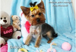 Yorkshire Terrier York piesek Bakuś szczeniak 7-mcy Rodowód i wyprawka