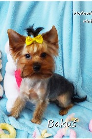 Yorkshire Terrier York piesek Bakuś szczeniak 6-mcy Rodowód i wyprawka-2