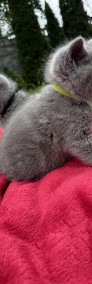Kocięta Brytyjskie Krótkowłose niebieskie-4