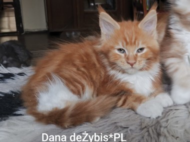 Piękne kocięta rasy Maine Coon -1