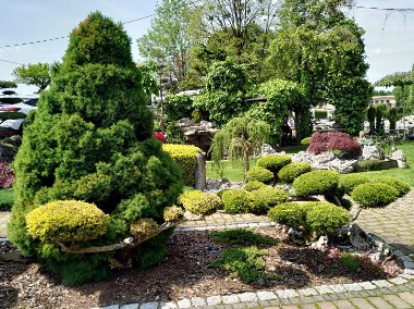 Drzewa i krzewy formowane  BONSAI -śląskie Żory , Bielsko Biała , Katowice   -1