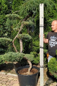 Drzewa i krzewy formowane  BONSAI -śląskie Żory , Bielsko Biała , Katowice   -2