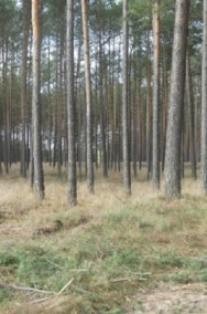Działka leśna Małe Chełmy-2