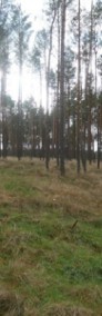 Działka leśna Małe Chełmy-4