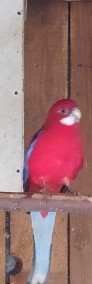 Rozela białolica czerwona samiec -3