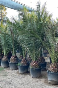 Rośliny egzotyczne Drzewo JUKA Palmy HURT Palma KRÓLEWSKA Tropikalne na sprzedaż-2