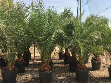 Rośliny egzotyczne Drzewo JUKA Palmy HURT Palma KRÓLEWSKA Tropikalne na sprzedaż-1