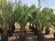 Rośliny egzotyczne Drzewo JUKA Palmy HURT Palma KRÓLEWSKA Tropikalne na sprzedaż