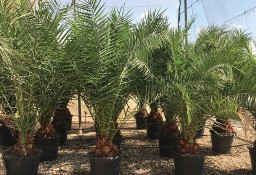 Rośliny egzotyczne Drzewo JUKA Palmy HURT Palma KRÓLEWSKA Tropikalne na sprzedaż