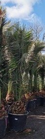 Rośliny egzotyczne Drzewo JUKA Palmy HURT Palma KRÓLEWSKA Tropikalne na sprzedaż-3