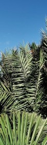 Rośliny egzotyczne Drzewo JUKA Palmy HURT Palma KRÓLEWSKA Tropikalne na sprzedaż-4