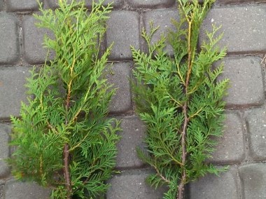 TUJA BRABANT THUJA BRABANT 25-50CM DONICA 0,5-1L DOSTAWA GRATIS POWYŻEJ 40 SZTUK-1