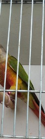 Papuga, papugi rudosterki, rudosterka-3