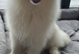 Szczeniak SAMOYED ZKwP