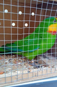 Papuga Barabanda - samiec -2