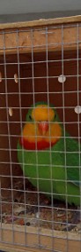 Papuga Barabanda - samiec -3