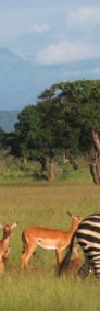 Nocleg (wliczone SAFARI) - Park Narodowy Mikumi z Zanzibar Tanzania -3